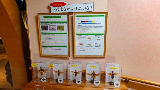 エコミュージアム関ヶ原　蜂の展示
